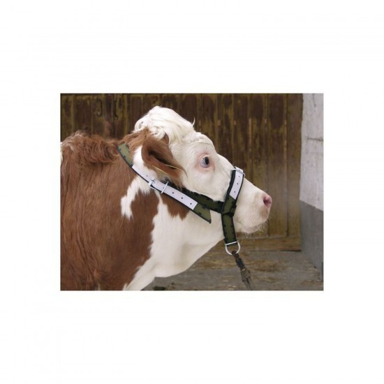 Capastru pentru Bovine