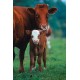 Inel Nazal Antisupt Mare pentru Vite Adulte